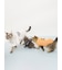 【HALLOWEEN】【CAT&DOG】パンプキンプルオーバー