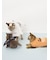 【HALLOWEEN】【CAT&DOG】こうもりウイング