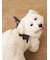 【HALLOWEEN】【CAT&DOG】こうもりウイング