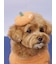 【HALLOWEEN】【CAT&DOG】パンプキンヘアクリップ