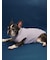 【CAT&DOG】ベビモコフレンチブルドッグ柄プルオーバー