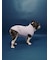 【CAT&DOG】ベビモコフレンチブルドッグ柄プルオーバー
