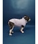 【CAT&DOG】ベビモコフレンチブルドッグ柄プルオーバー