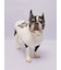 【CAT&DOG】ベビモコフレンチブルドッグ柄プルオーバー