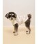 【CAT&DOG】ジェラートメランジプルオーバー