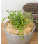 FARM　ココナッツファイバー 50g