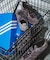adidas　Exclusive GAZELLE INDOOR