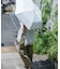 『軽量／晴雨兼用』TINY GARDEN PRODUCTS　ウルトラライトワンタッチアンブレラ