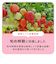 もぐもぐフルーツ　365/いちご※