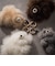 【COSY】SMALL BEARチャーム