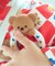 tiny bear Palette 歯固め
