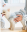 cotton flannel小型犬サイズ・犬服(ドッグウェア)・ドレス
