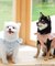 cotton flannel小型犬サイズ・犬服(ドッグウェア)・ドレス