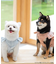 cotton flannel小型犬サイズ・犬服(ドッグウェア)・ドレス