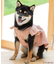 cotton flannel小型犬サイズ・犬服(ドッグウェア)・ドレス