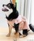 cotton flannel小型犬サイズ・犬服(ドッグウェア)・ドレス