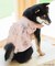 cotton flannel小型犬サイズ・犬服(ドッグウェア)・ドレス