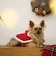 【DOG】クリスマスポンチョ