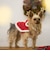 【DOG】クリスマスポンチョ