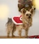 【DOG】クリスマスポンチョ