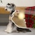 【DOG】クリスマスポンチョ