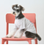 【リンク】【DOG】乗り物アップリケTシャツ