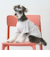 【リンク】【DOG】乗り物アップリケTシャツ