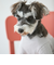 【リンク】【DOG】乗り物アップリケTシャツ