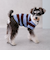 【リンク】【DOG】ラガーシャツ