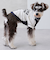 【リンク】【DOG】ベースボールシャツ