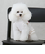 【リンク】【DOG】【水陸】フリルタンク