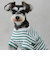 【リンク】【DOG】【接触冷感】ボーダーTシャツ