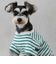 【リンク】【DOG】【接触冷感】ボーダーTシャツ