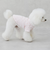 【リンク】【DOG】【接触冷感】ボーダーTシャツ