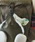 ECOPAK UR BACKPACK バックパック