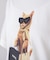 キャットグラフィックＴシャツ