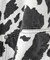 DISCOVERED / ディスカバード COW PRINT DOUBLE KNEE SHORTS