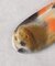 ダッシュダイクルー