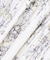【洗える】フラワープリントランダムプリーツスカート