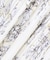 【洗える】フラワープリントランダムプリーツスカート