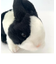 ウサギ ぬいぐるみ ブラック