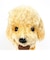   トイプードル S クリーム 立ち ぬいぐるみ グレイフル インテリア用品 4905330014634 　 クリーム  日本製