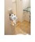 ねこのトイレットペーパーカバー ミケ  カー用品  猫 動物