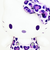 サンリオ ハローキティ ヒョウ柄シリーズ お座りぬいぐるみ パープル Sanrio