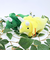 ふわダイナソーコレクション 本格派 トリケラトプス ストラップ付 ぬいぐるみ (イエロー) 恐竜