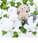 わたぽ ポメラニアン ぬいぐるみ