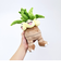ポケットモンスター ナッシー ぬいぐるみ(S) (PP288) ポケモン