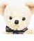 くまのメロディ ぬいぐるみ （M） ピンク 日本製