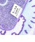 ちいかわ 運んでる タオルハンカチ パープル