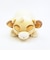 ディズニー ライオンキング シンバ モチハグ抱きまくら(S) クッション ぬいぐるみ 寝具 Disney